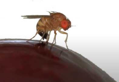 AECP_Drosophila