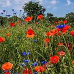 New blog post on farmers’ decision-making between herbicide-free agriculture and conservation tillage