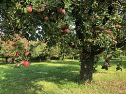 New blog post on the Impact of extreme weather on food supply chains using the example of Swiss cider fruit